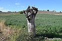 VBS_5288 - La solita strada... il grano da crescere, i campi da arare...
